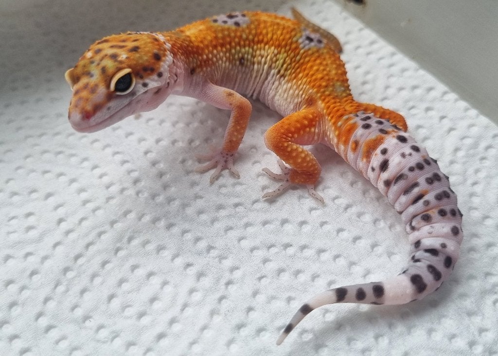 0.1 purple head x mandarin tremper luipaardgekko, Animaux & Accessoires, Reptiles & Amphibiens