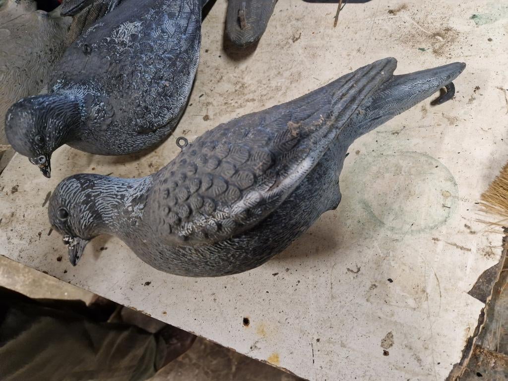 Lokduiven, Dieren en Toebehoren, Vogels | Duiven