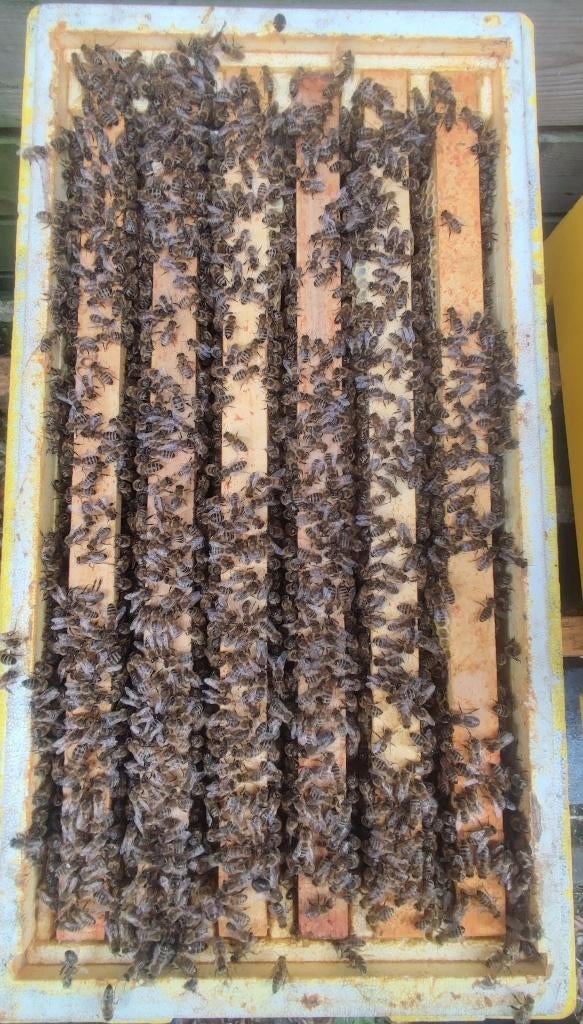 Colonie d’abeilles Carnica forte 6 cadres WBC Reine 2025, Abeilles