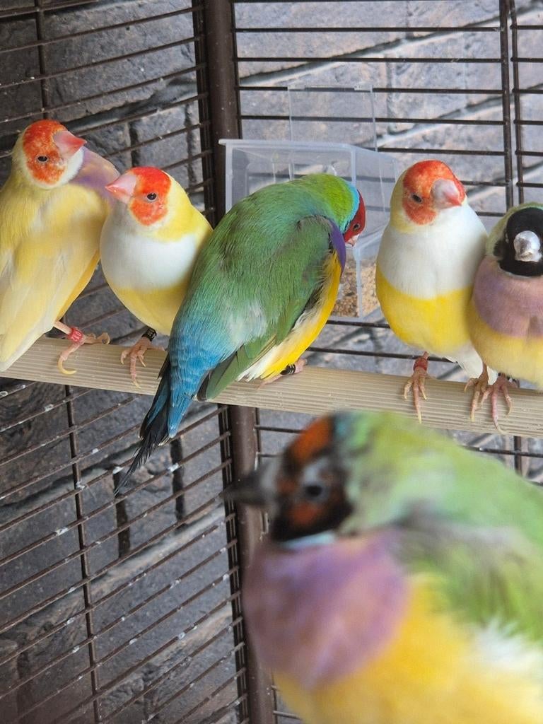 Goldamandines, zebravinken, Japanse Meeuwen, kuifkanarie