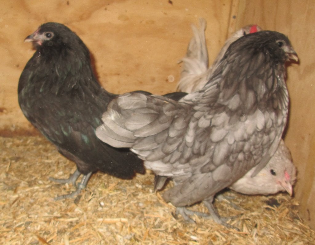 Antwerpse baardkrielen, Animaux & Accessoires, Volatiles, Poule ou poulet, Plusieurs animaux