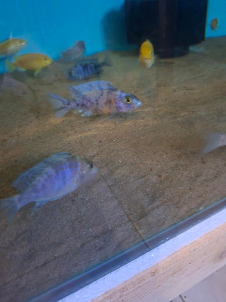 Cichlides malawi  3 aulonocara multi colors, Animaux & Accessoires, Poissons | Poissons d'aquarium