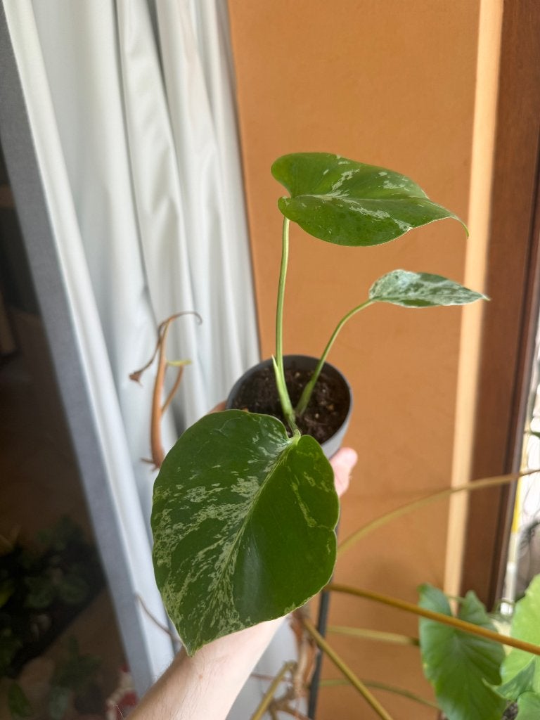 Monstera bulbasaur, Ophalen, 200 cm of meer, Overige soorten, Halfschaduw