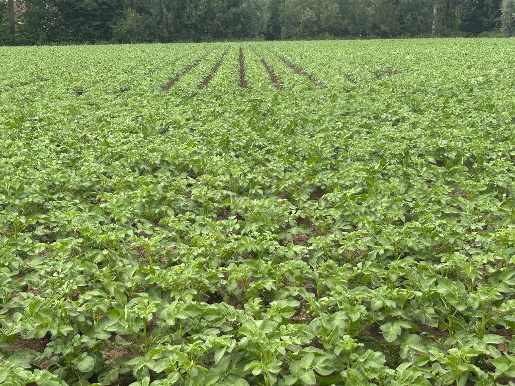 Landbouwgrond gezocht – pacht / seizoenpacht, Ophalen, Akkerbouwbedrijf
