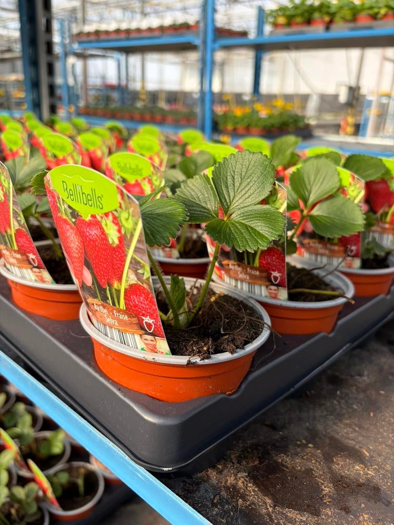 Raszuivere Aardbeiplanten - 10 soorten, Tuin en Terras, Ophalen