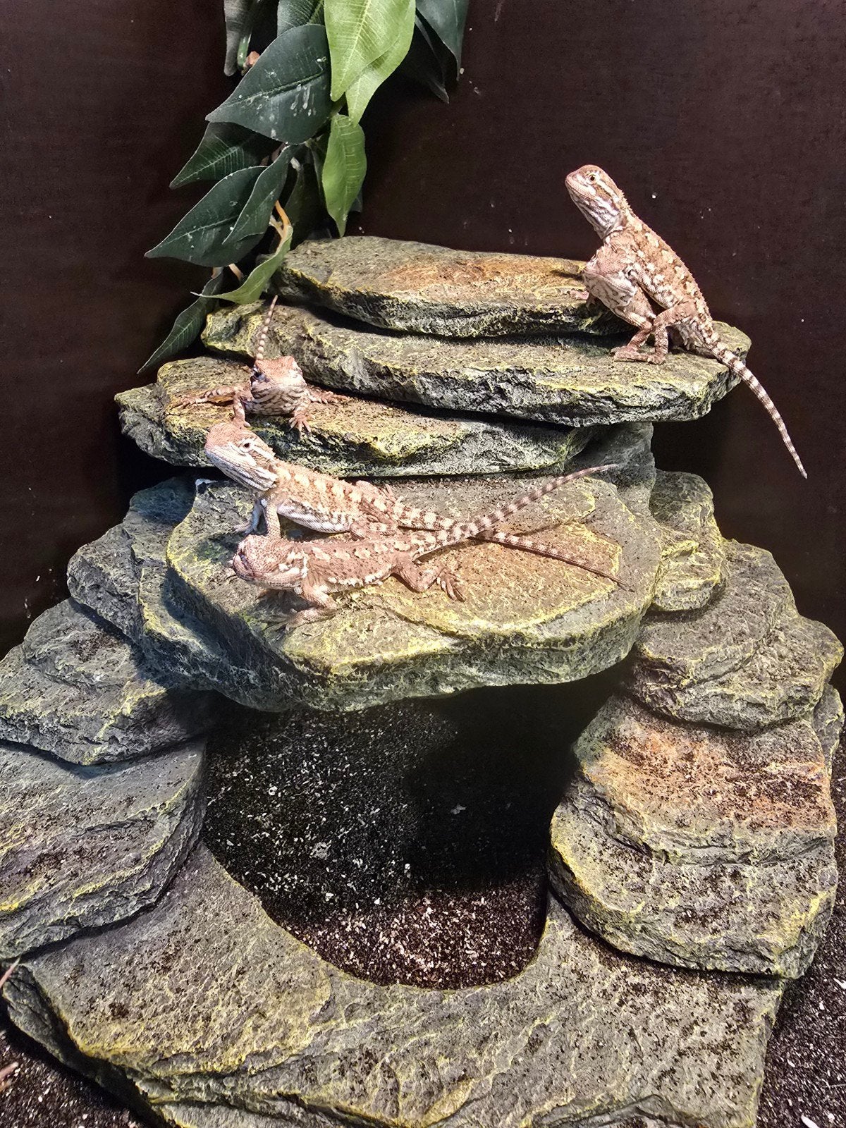 Prachtige dwergbaardagamen (Pogona henrylawsoni) beschikbaar, Dieren en Toebehoren, Vogels | Overige Vogels