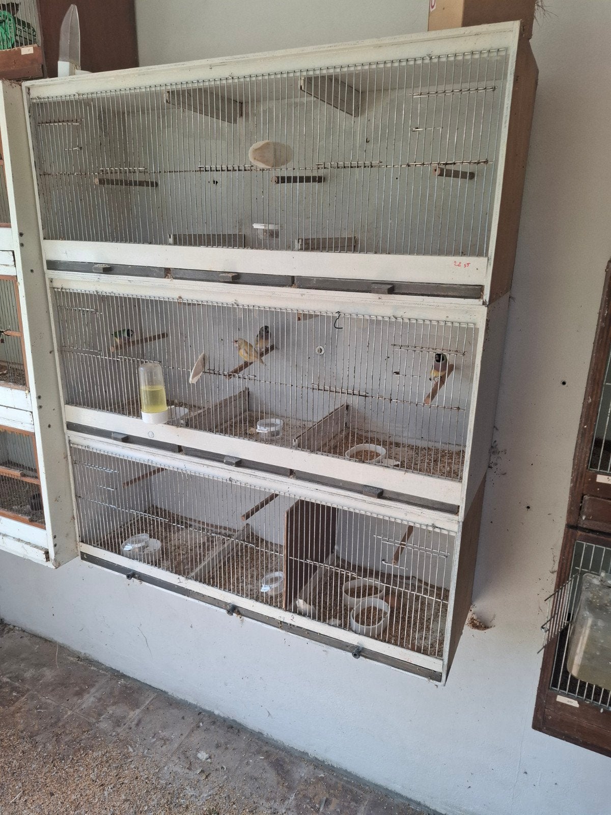 kweekkooien, Dieren en Toebehoren, Ophalen