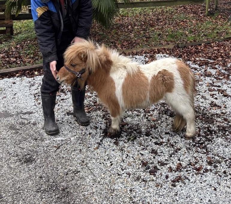 Juments Poneys Shetland taille super miniature, Jument