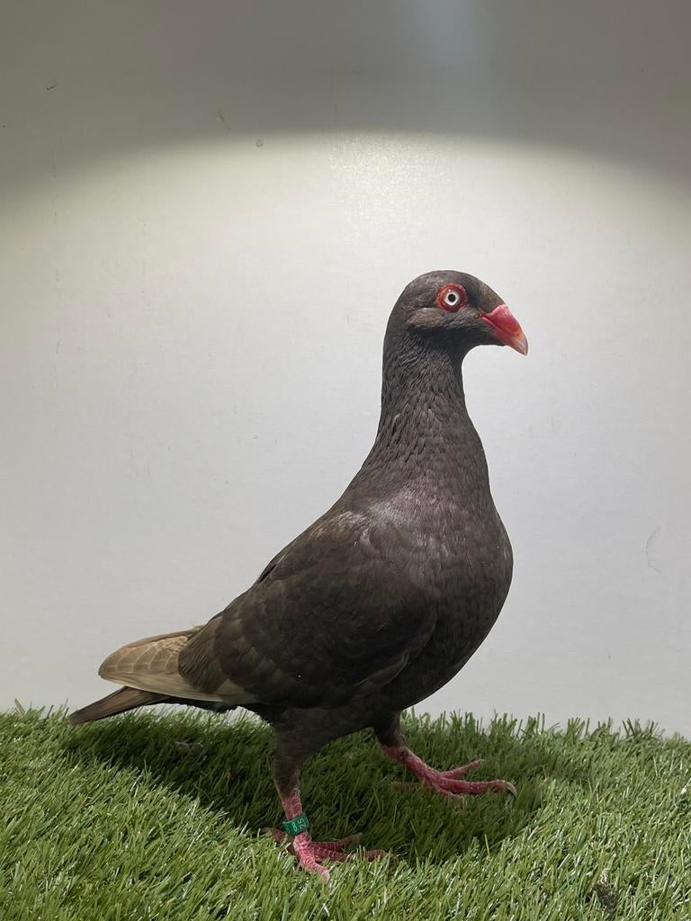 Deense tuimelaars, Dieren en Toebehoren, Vogels | Duiven