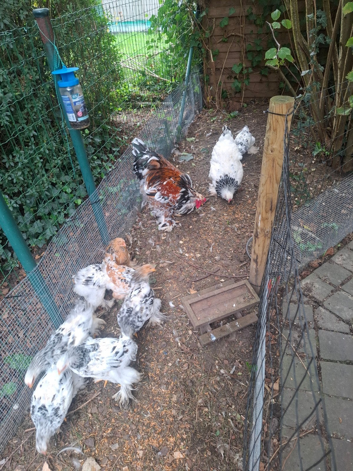 brahma kuikens te koop, Animaux & Accessoires, Sexe inconnu, Poule ou poulet