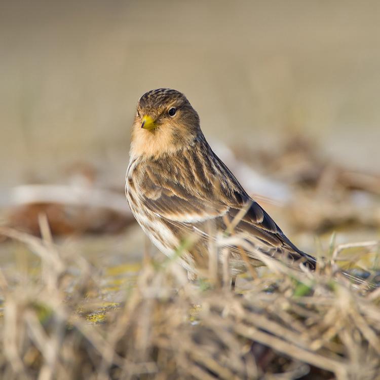 Te koop gezocht frater man, Dieren en Toebehoren, Mannelijk, Wildzangvogel, Geringd