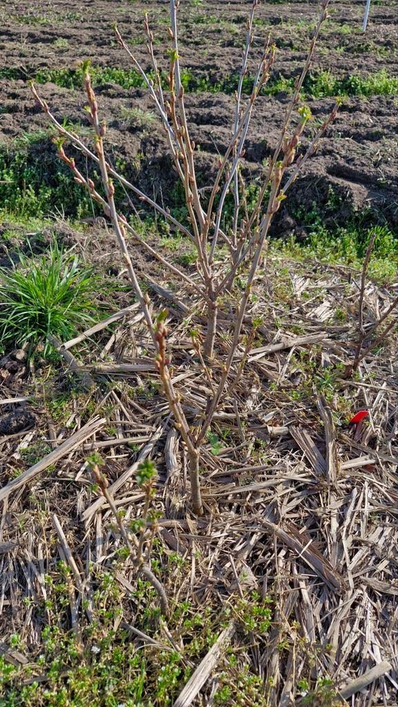 Zwarte bes, Tuin en Terras, Planten | Tuinplanten, Ophalen