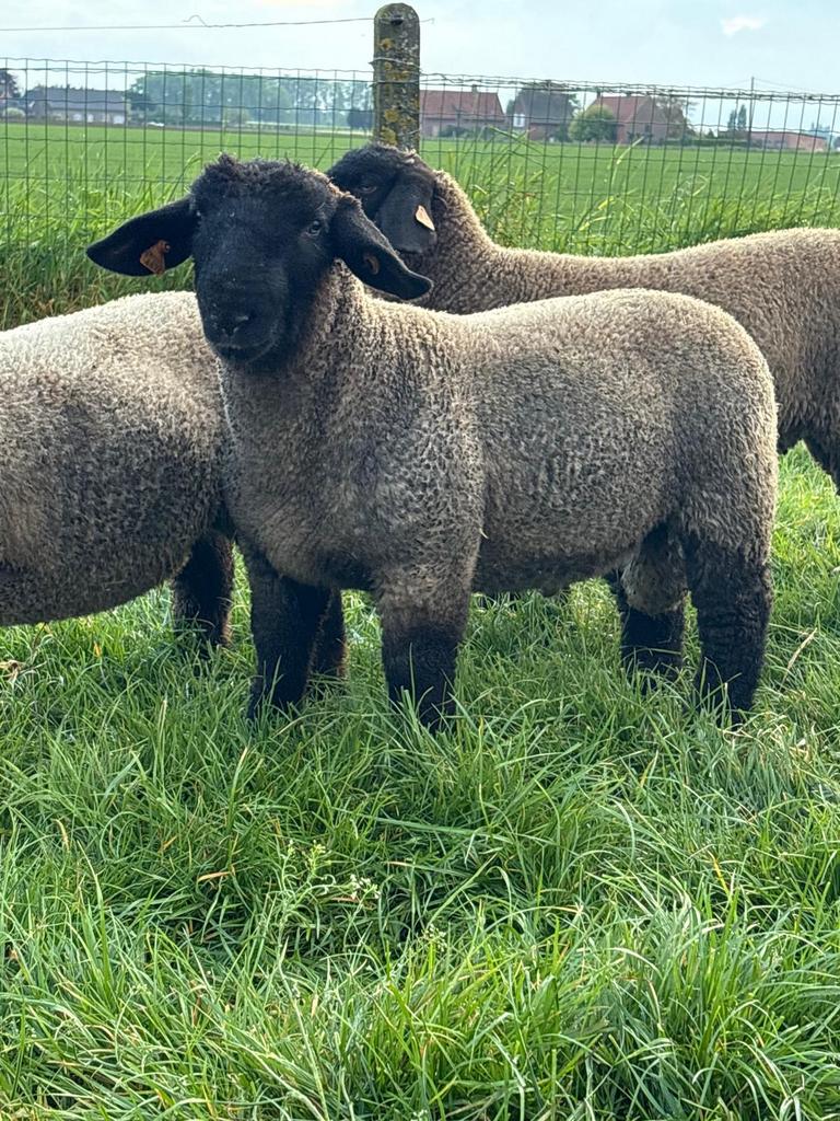 Brams du Suffolk à vendre, Mâle, Mouton, 0 à 2 ans