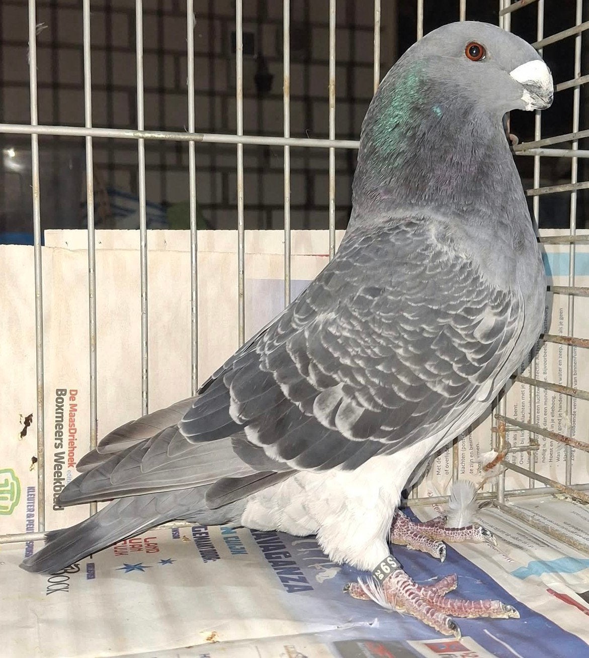 show racers, Meerdere dieren, Overige soorten