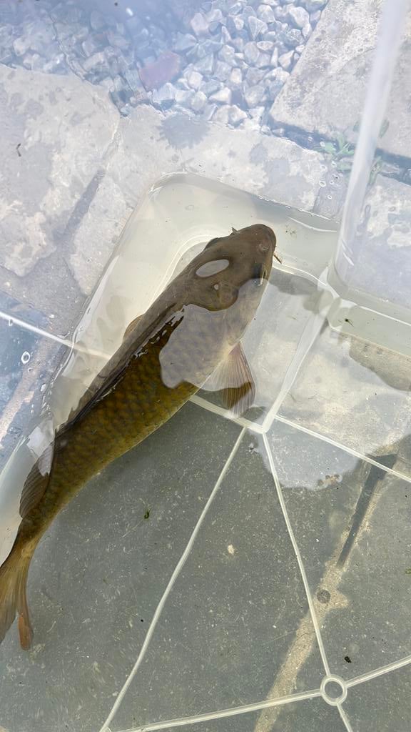 Japanse koi chagoi 23 cm, Dieren en Toebehoren