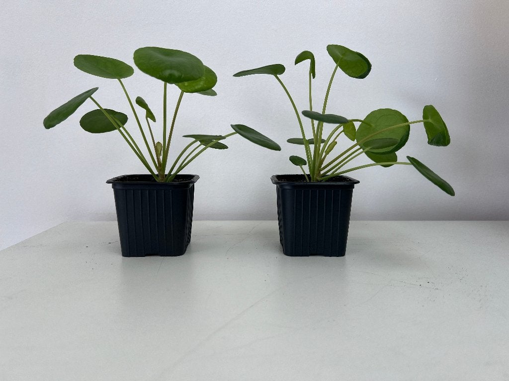 Pilea peperomioides Diels / Plante à monnaie de Chine, Maison & Meubles, Plantes d'intérieur, Enlèvement