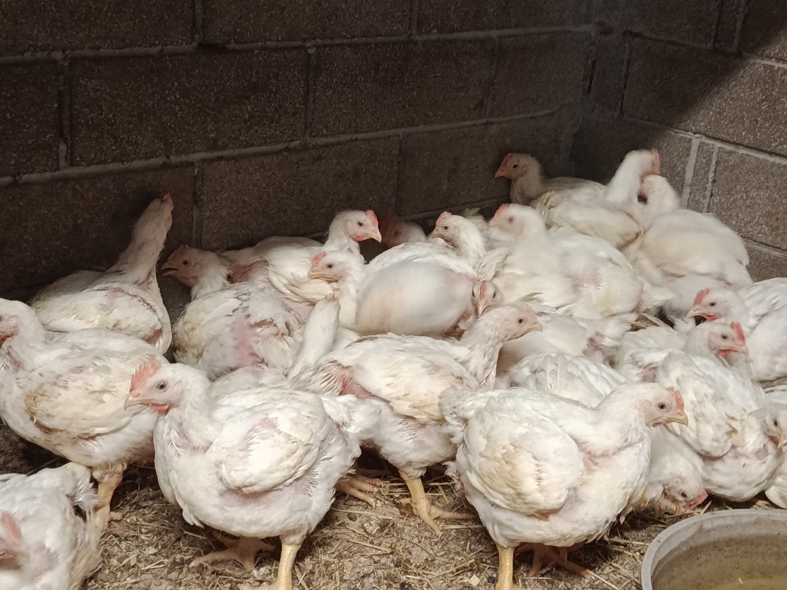 vleeskippen/hanen, Dieren en Toebehoren, Pluimvee, Kip