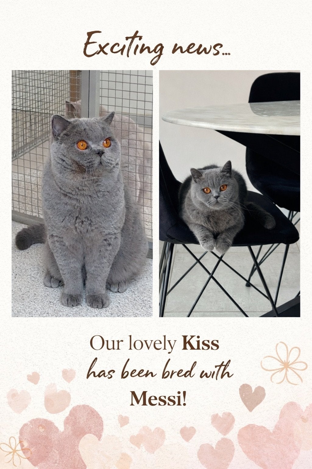 Brits korthaar, Dieren en Toebehoren, Kater, Met stamboom, 0 tot 2 jaar