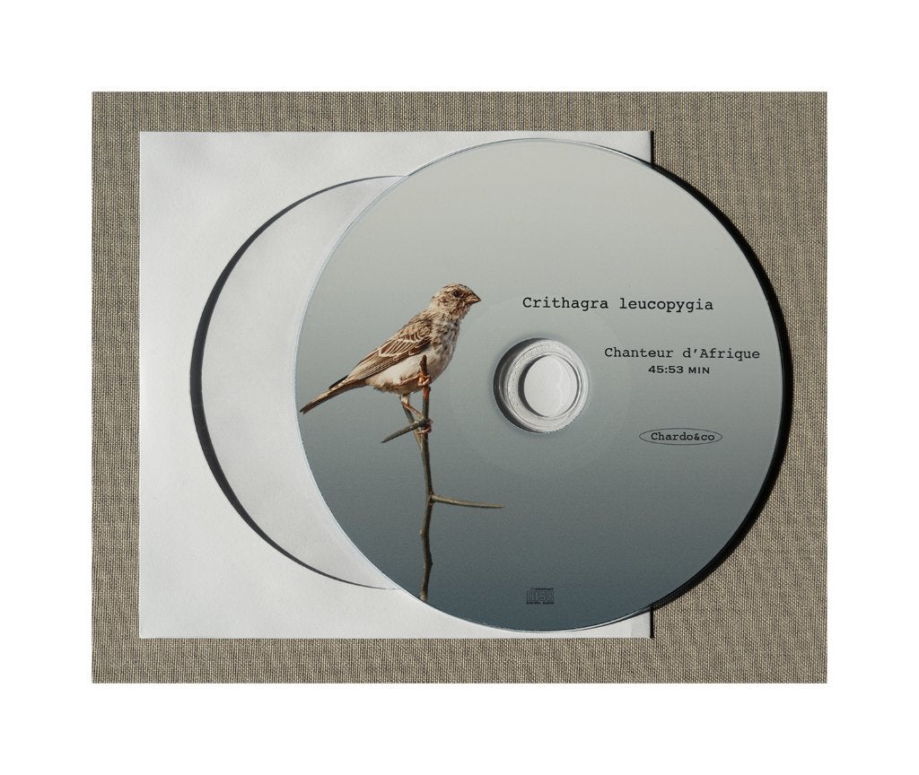 Chanteur d'Afrique, Oiseau tropical, Domestique