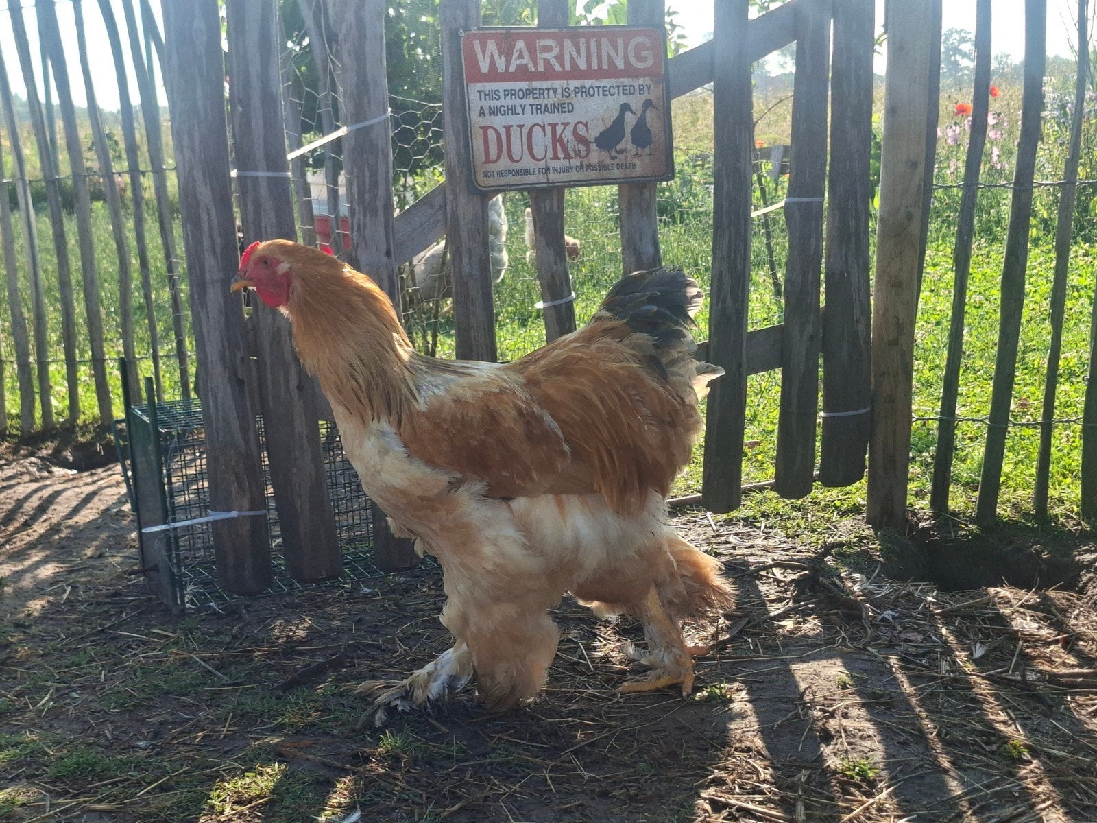 Colombia Buff Brahma haan