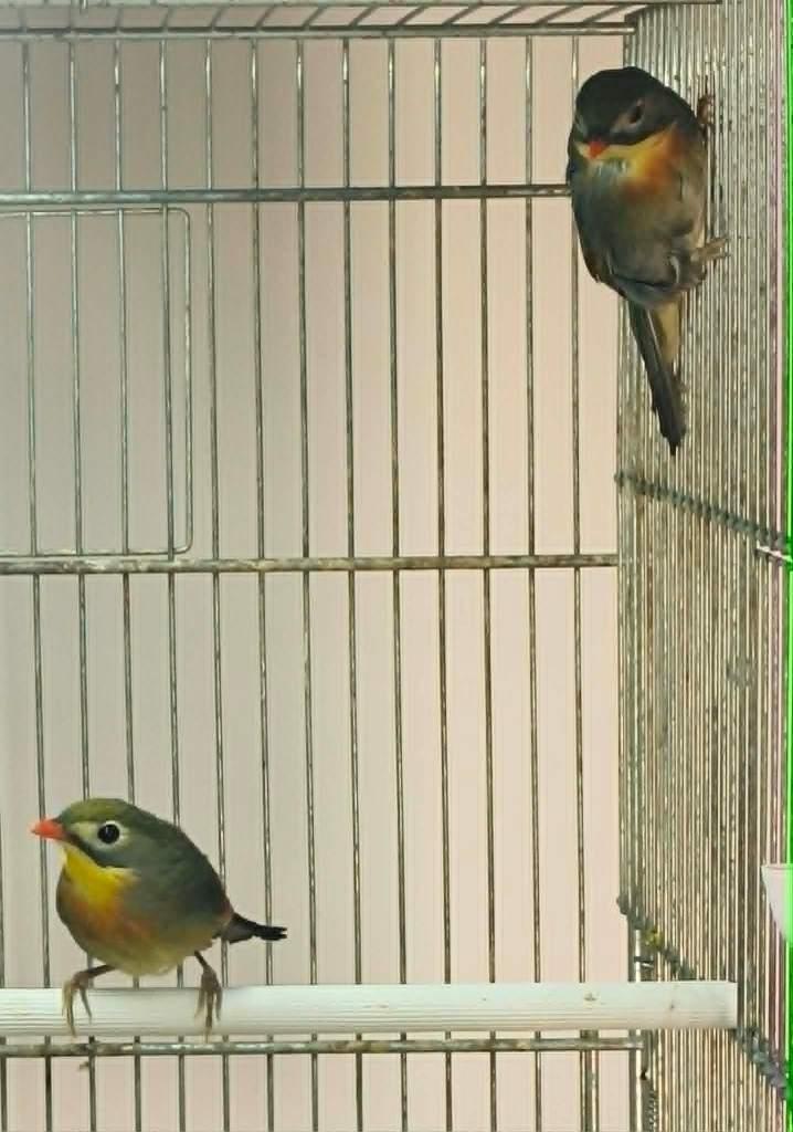 koppel nachtergalen te koop in optie tot en met dinsdag, Meerdere dieren, Wildzangvogel