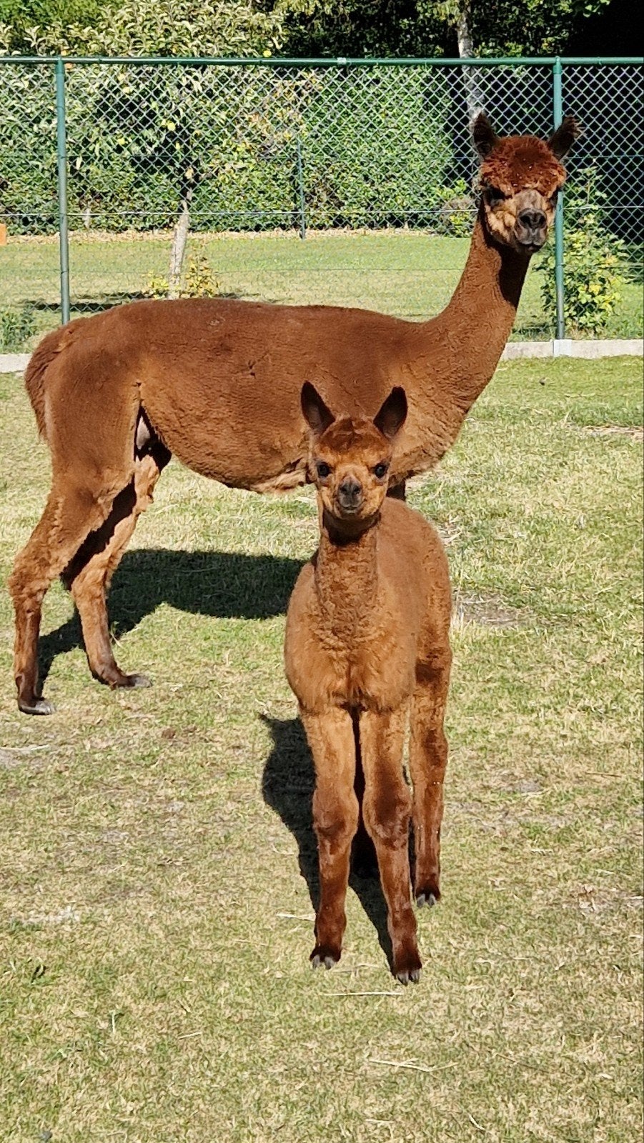 Mooie drachtige alpaca merrie met veulen (cria), Août, Plusieurs animaux