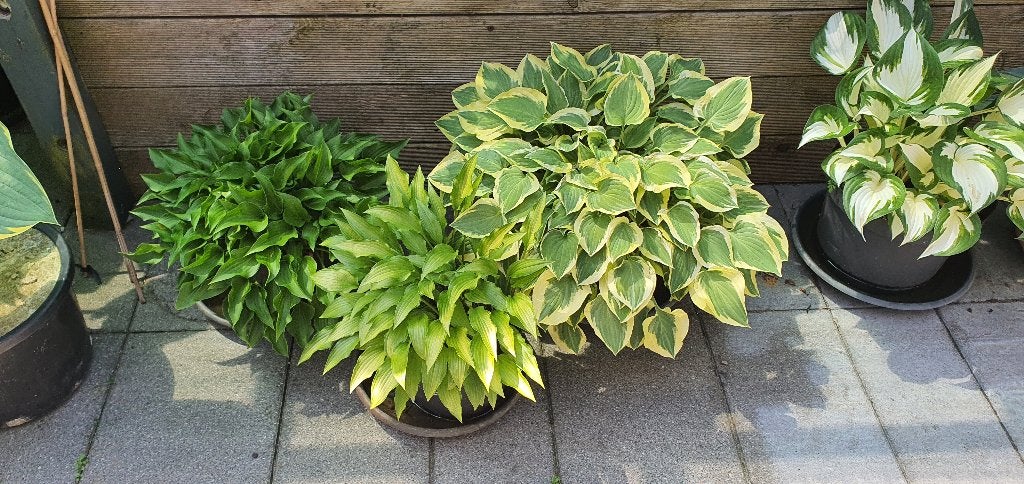 Hosta volle pot, Vaste plant, Halfschaduw, Zomer, Ophalen