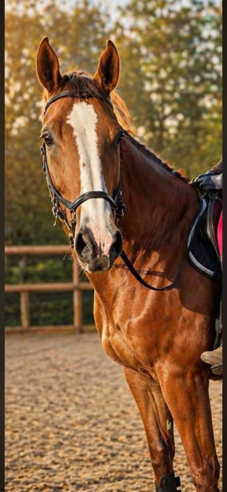Lieve, werklustige BWP merrie, Dieren en Toebehoren, Paarden, Merrie