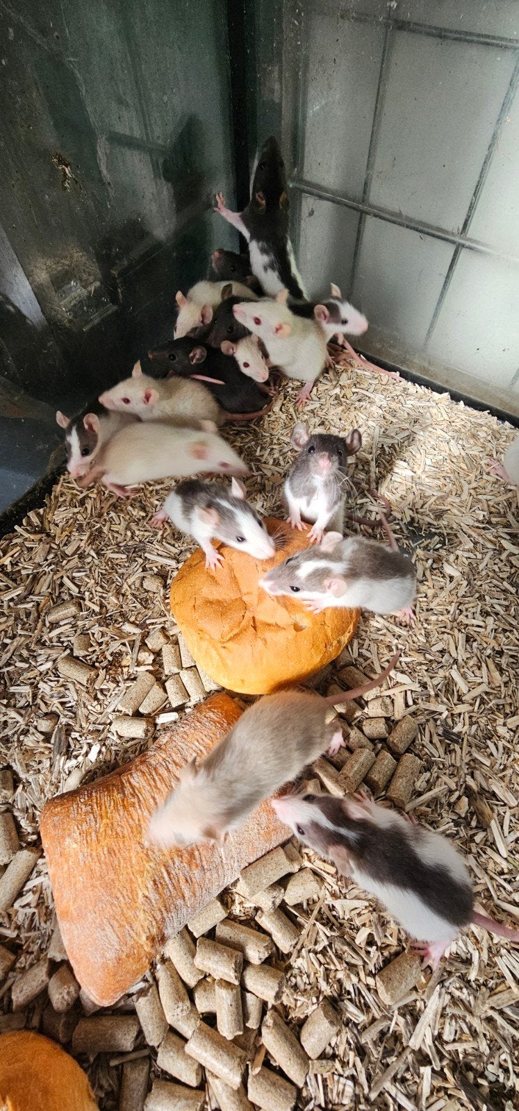 tamme ratten, Ophalen