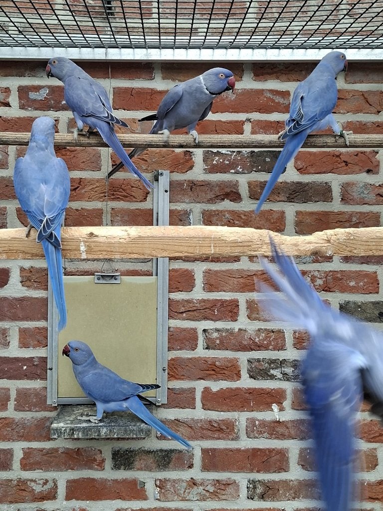 Halsband parkieten, Dieren en Toebehoren, Meerdere dieren, Parkiet, Geringd