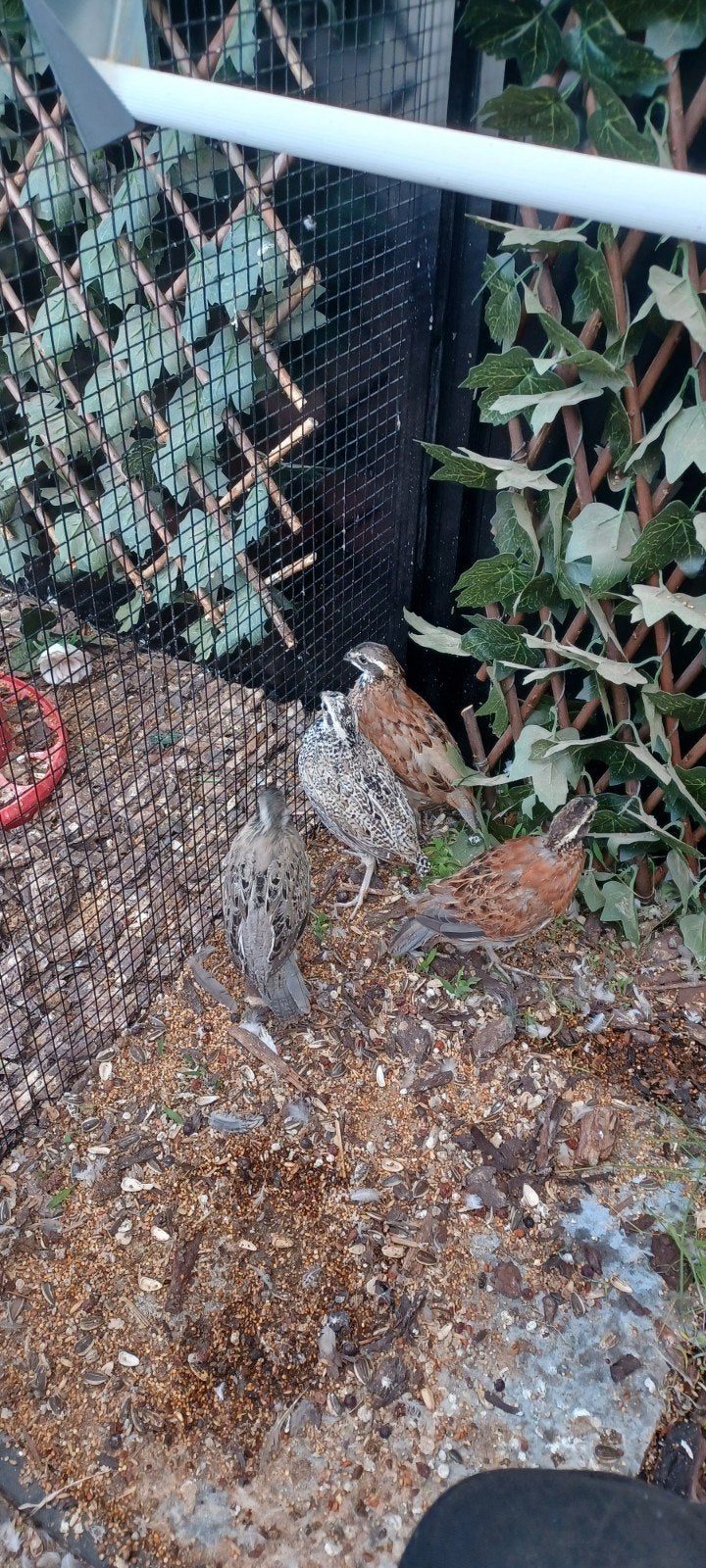 boomkwartel, Dieren en Toebehoren