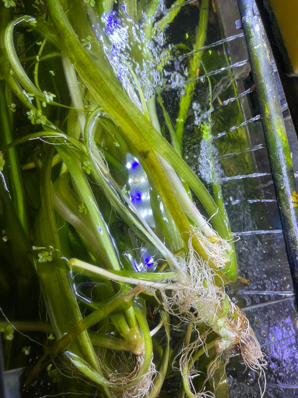 Vallisenera géante, Animaux & Accessoires, Poissons | Aquariums & Accessoires, Enlèvement ou Envoi, Comme neuf