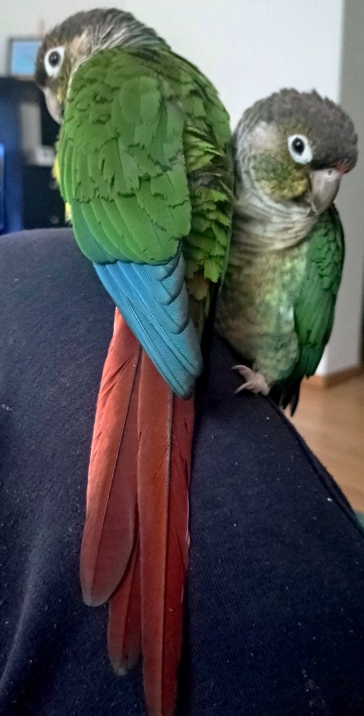 Conure Molinae, Animaux & Accessoires, Oiseaux | Perruches & Perroquets, Perroquet nain ou Inséparable, Plusieurs animaux, Domestique