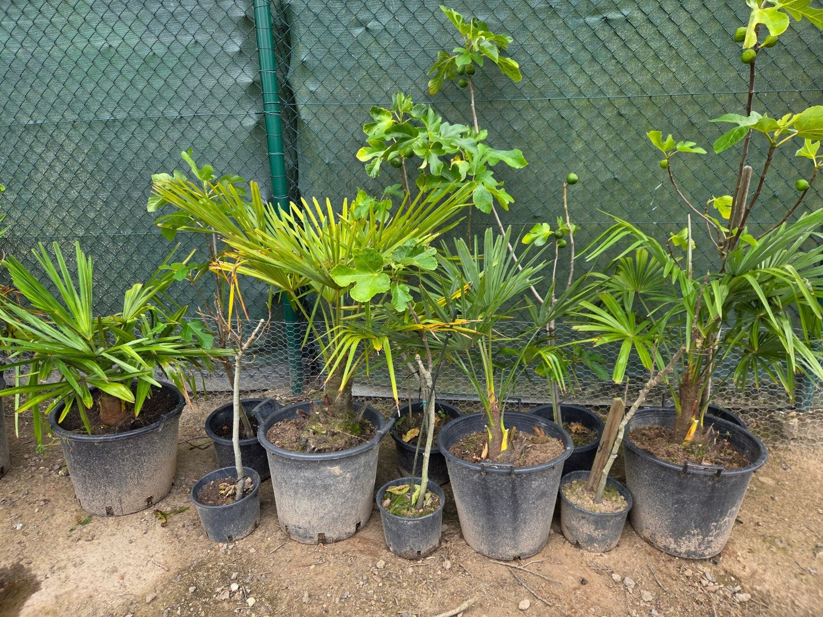 Palmboom trachycarpus fortunei, Tuin en Terras, Ophalen, In pot, Palmboom