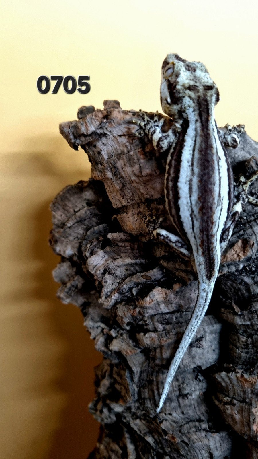 Rhacodactylus Auriculatus Gargoyle, Dieren en Toebehoren, Hagedis, Tam, 0 tot 2 jaar