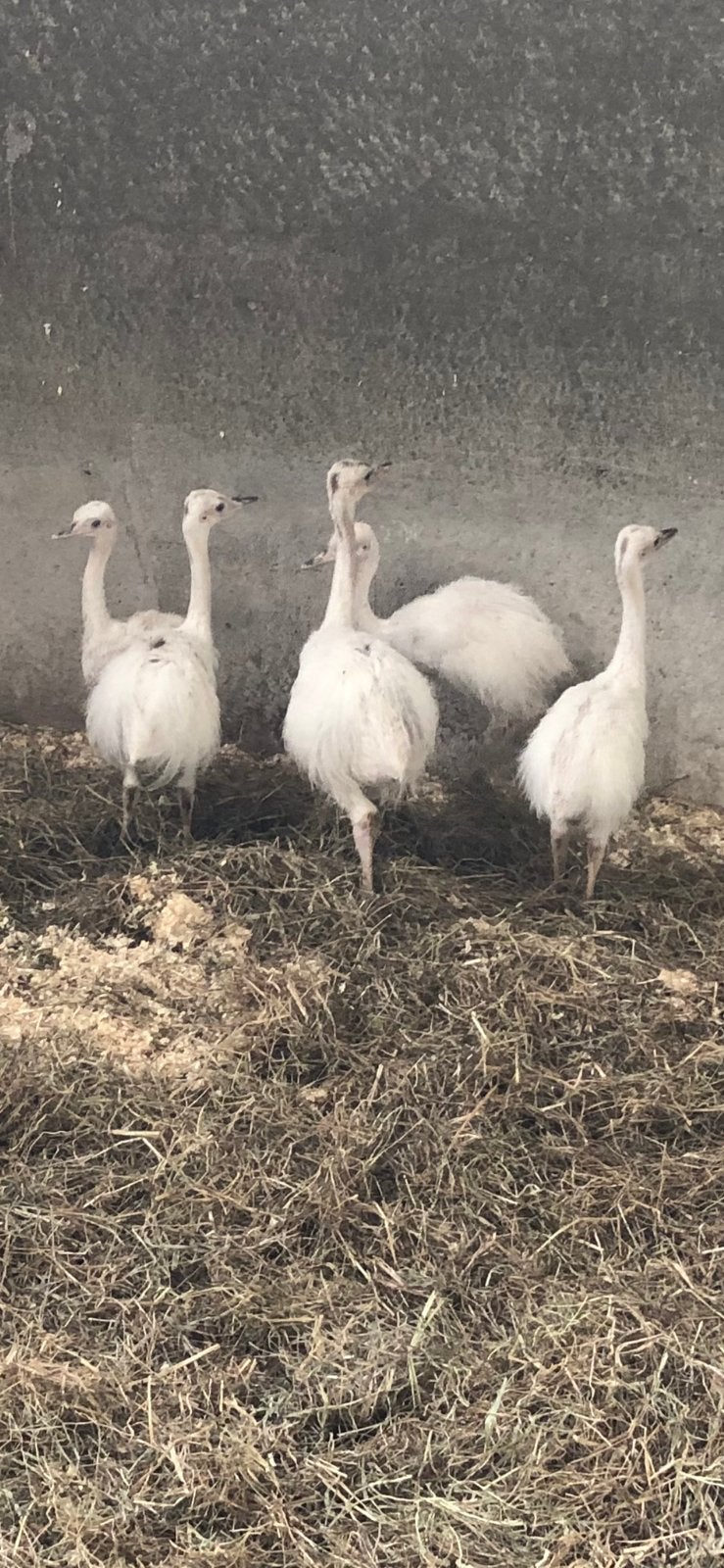 Witte nandoe’s