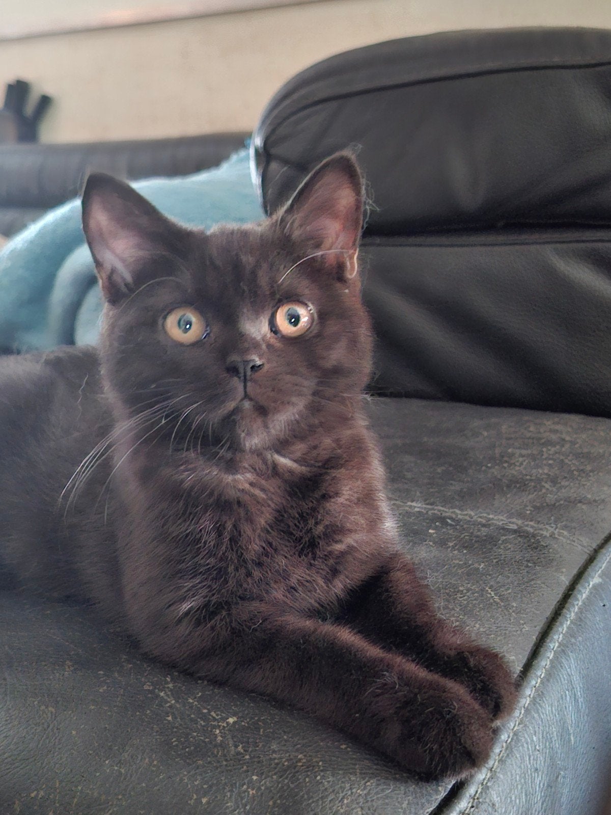 Brits korthaar katertje, Kater, Gechipt, 0 tot 2 jaar