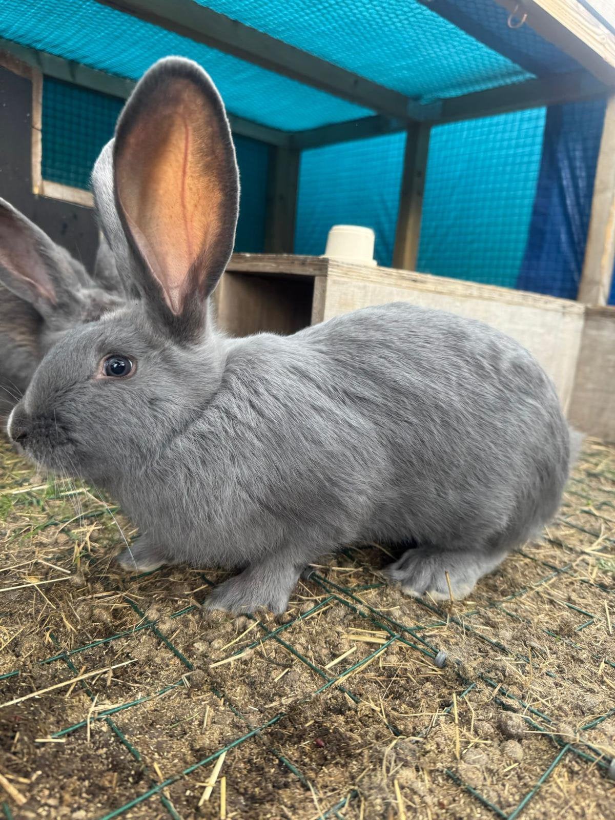 Blauw van Ham, Dieren en Toebehoren, Vrouwelijk, Middelgroot, 0 tot 2 jaar