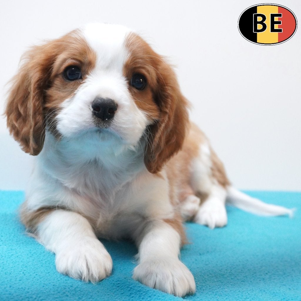 Cavalier King Charles Blenheim & Ruby pups te koop, België, CDV (hondenziekte), 8 tot 15 weken, Meerdere