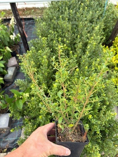 Ilex crenata 10/15 P9 donker Japanse hulst buxusvervanger, Tuin en Terras, Ophalen, Hulst, Struik, Minder dan 100 cm