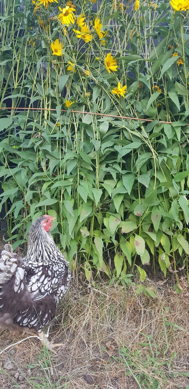 wyandotte kip, Dieren en Toebehoren, Kip