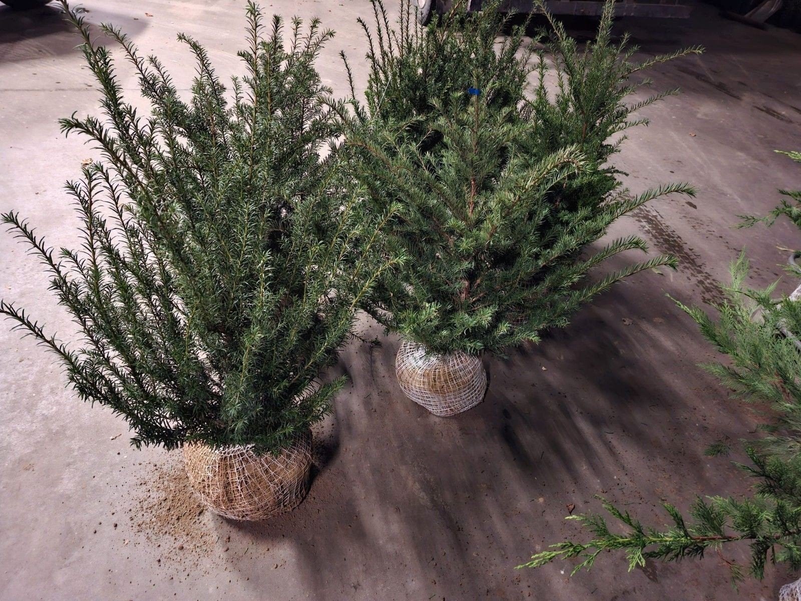 ‼️taxus baccata slechts 2per meter nodig bestel ze nu al‼️, Tuin en Terras, Planten | Bomen, Ophalen