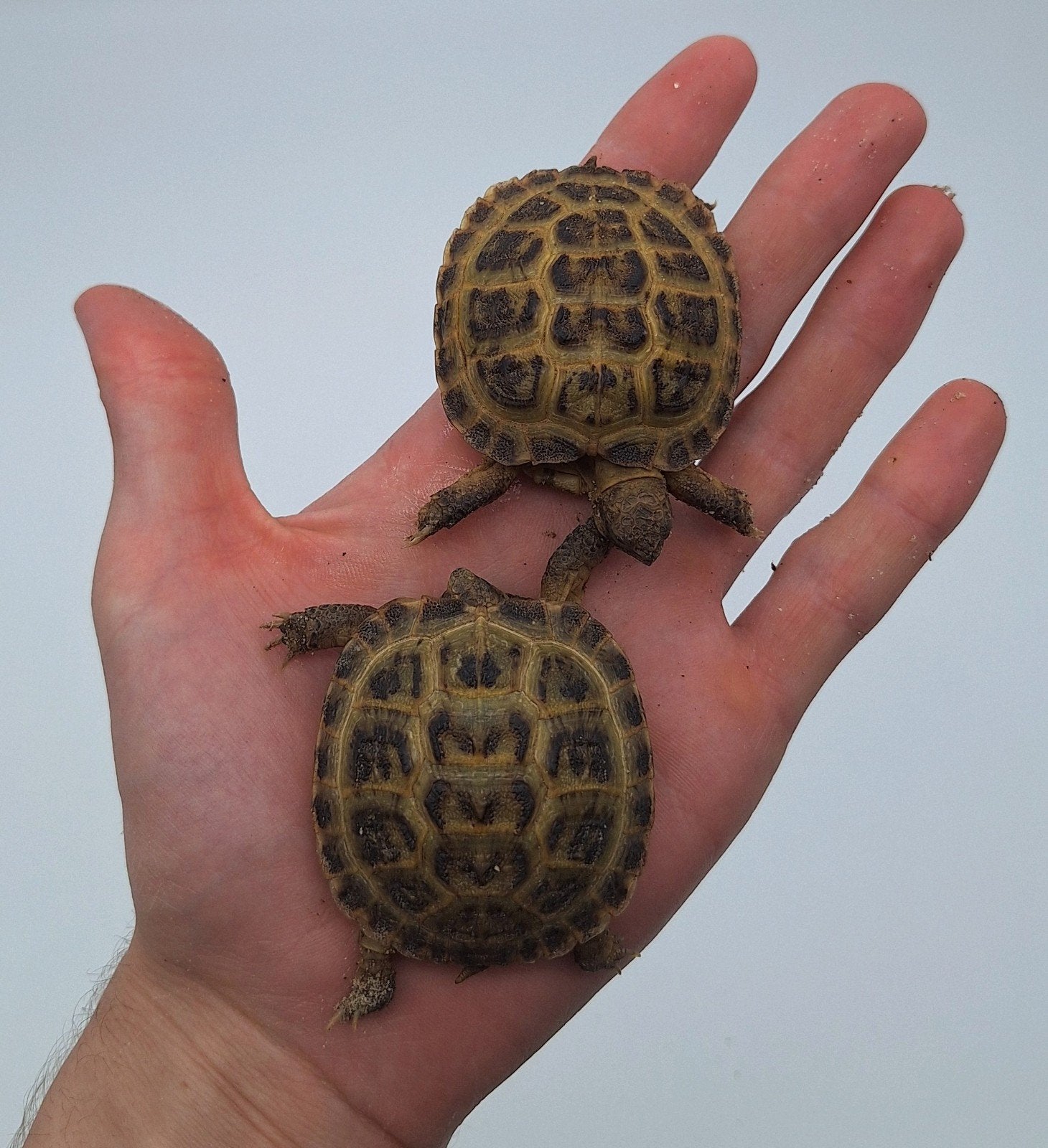 6x testudo horsfieldii, Dieren en Toebehoren, Schildpad, Tam, 3 tot 6 jaar