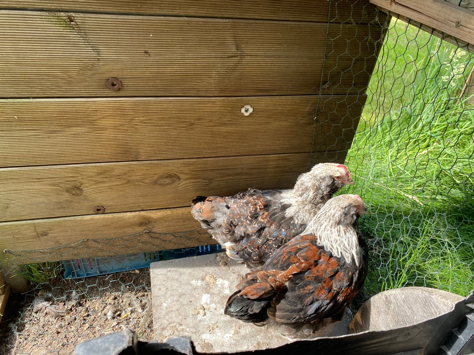 Twee duitse favorelles haantjes, Animaux & Accessoires, Mâle, Poule ou poulet