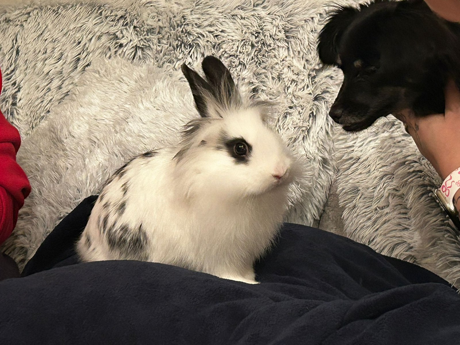 Lieve konijn & cavia zoeken een nieuwe, warme thuis ️, Meerdere dieren, Middelgroot, Hangoor, 0 tot 2 jaar