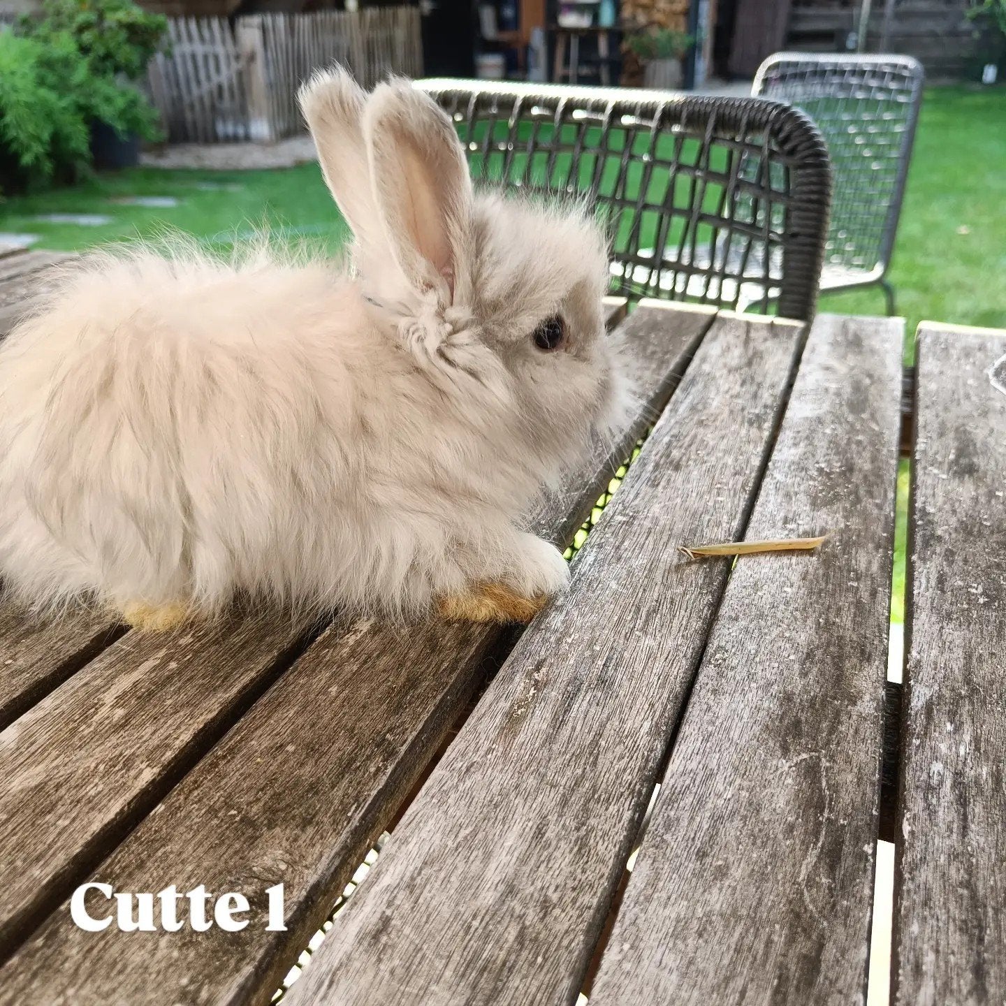 Engelse Angora konijntjes, Dieren en Toebehoren, Konijnen