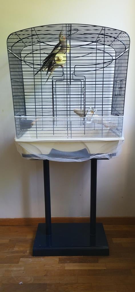 Vogelkooi met standaard te koop en vogels (valkparkieten), Ophalen, Zo goed als nieuw, Metaal, Vogelkooi