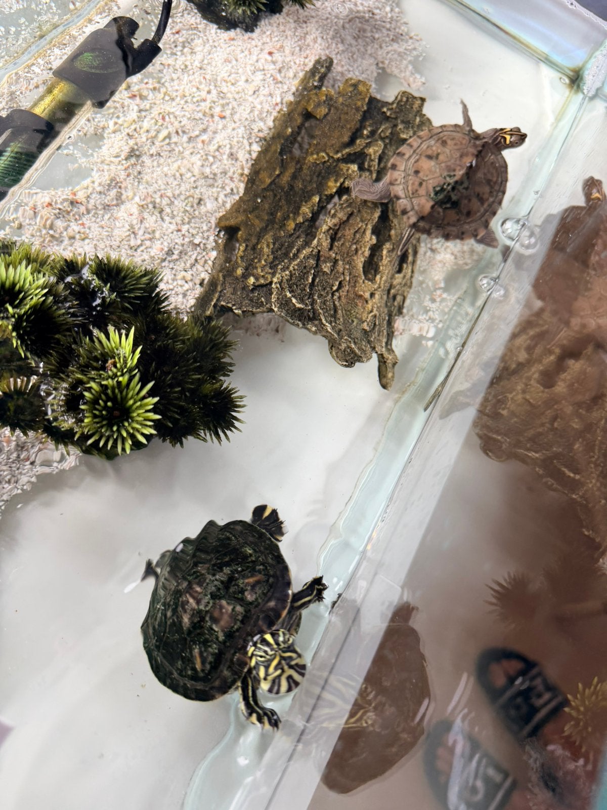 2 waterschildpadden in aquarium, Enlèvement, Chauffage, Comme neuf, Meuble d'aquarium