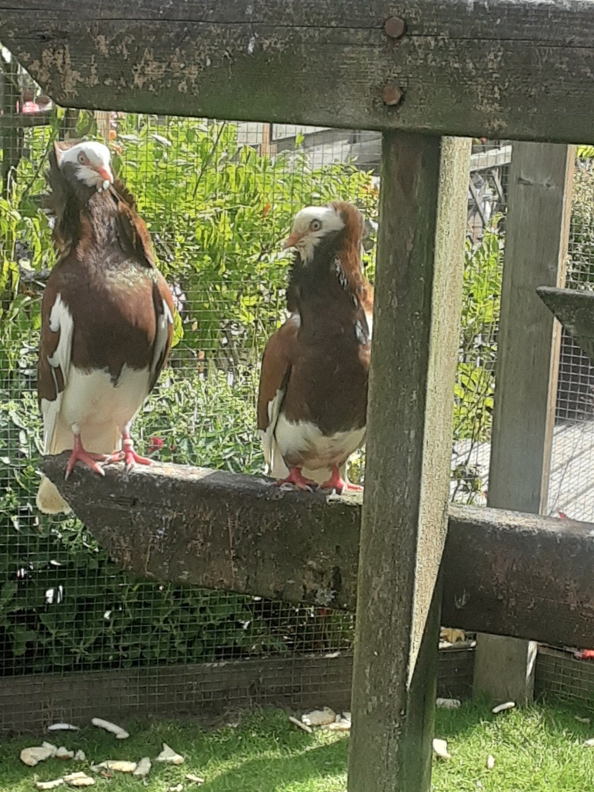 Koppel rode Oudhollandse Kapucijnen sierduiven, Plusieurs animaux, Autres espèces
