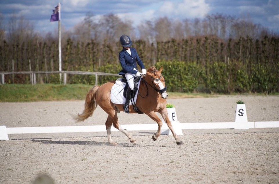 Lieve D-ponyruin te koop – Barnie Van De Lohöfte, Animaux & Accessoires, Poneys, Hongre, Avec puce électronique, Poney D (1.37 m à 1.48m)